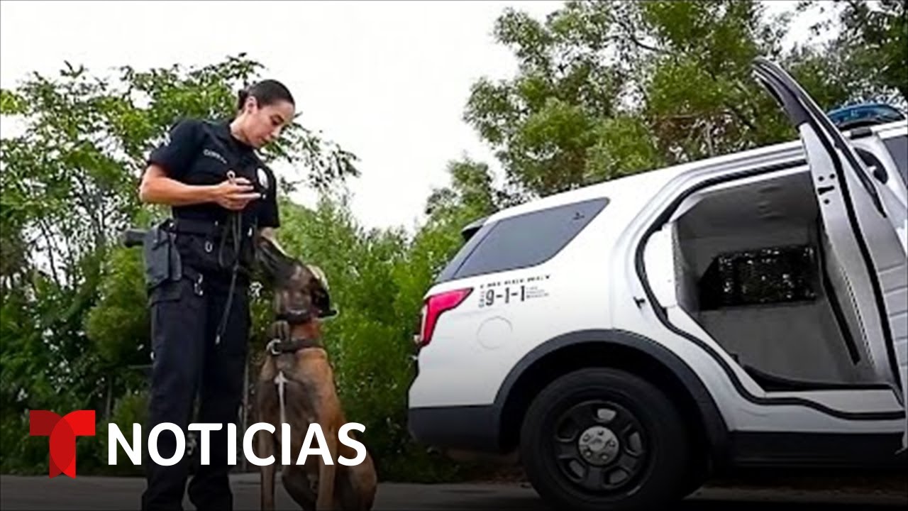 Así entrenan a los perros de la unidad canina de la policía de Los Ángeles | Noticias Telemundo