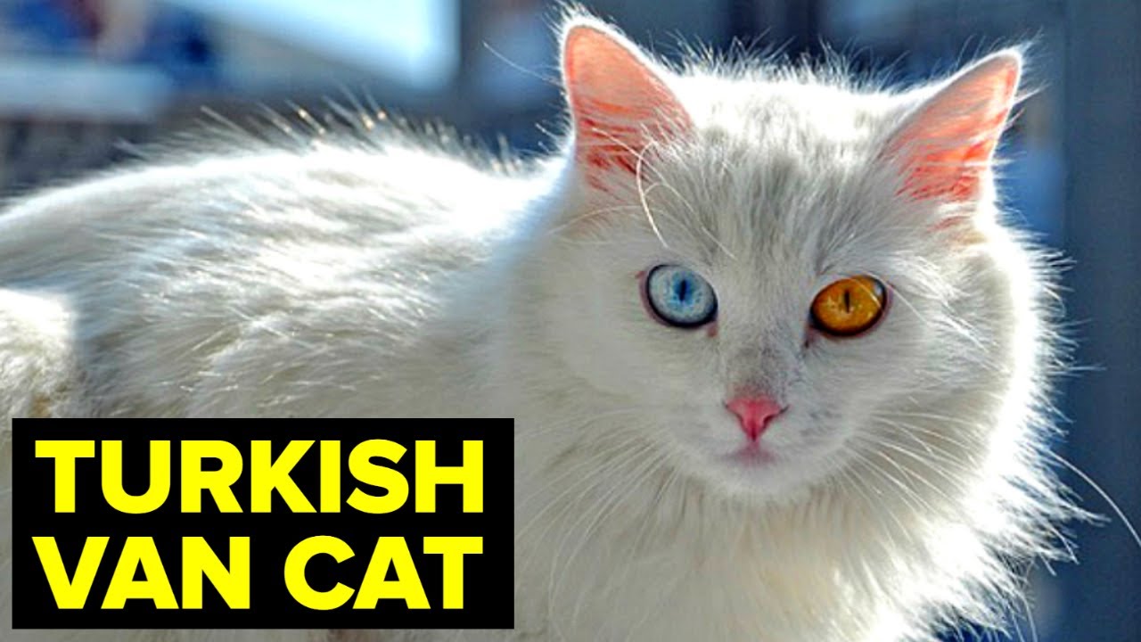 Turkish Van Cat: Breed & Personality // Planet Of The Cats