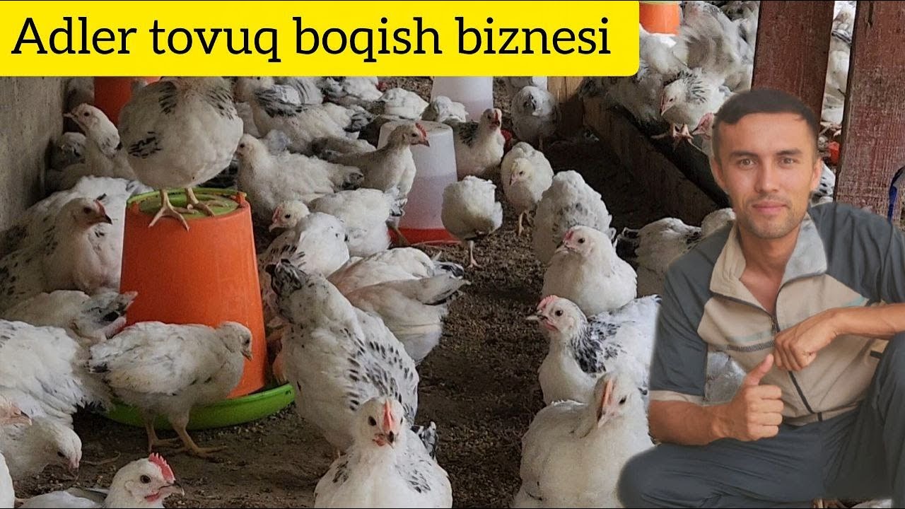 Улимдан чикан Адлерский жужалари сотилади