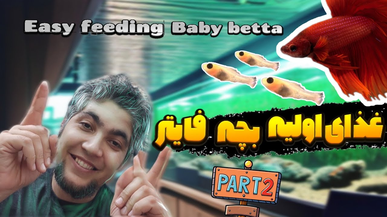 تکثیر میلیونی  فایتر 😍✌️ پارت۲ easy breeding betta🔥 fish