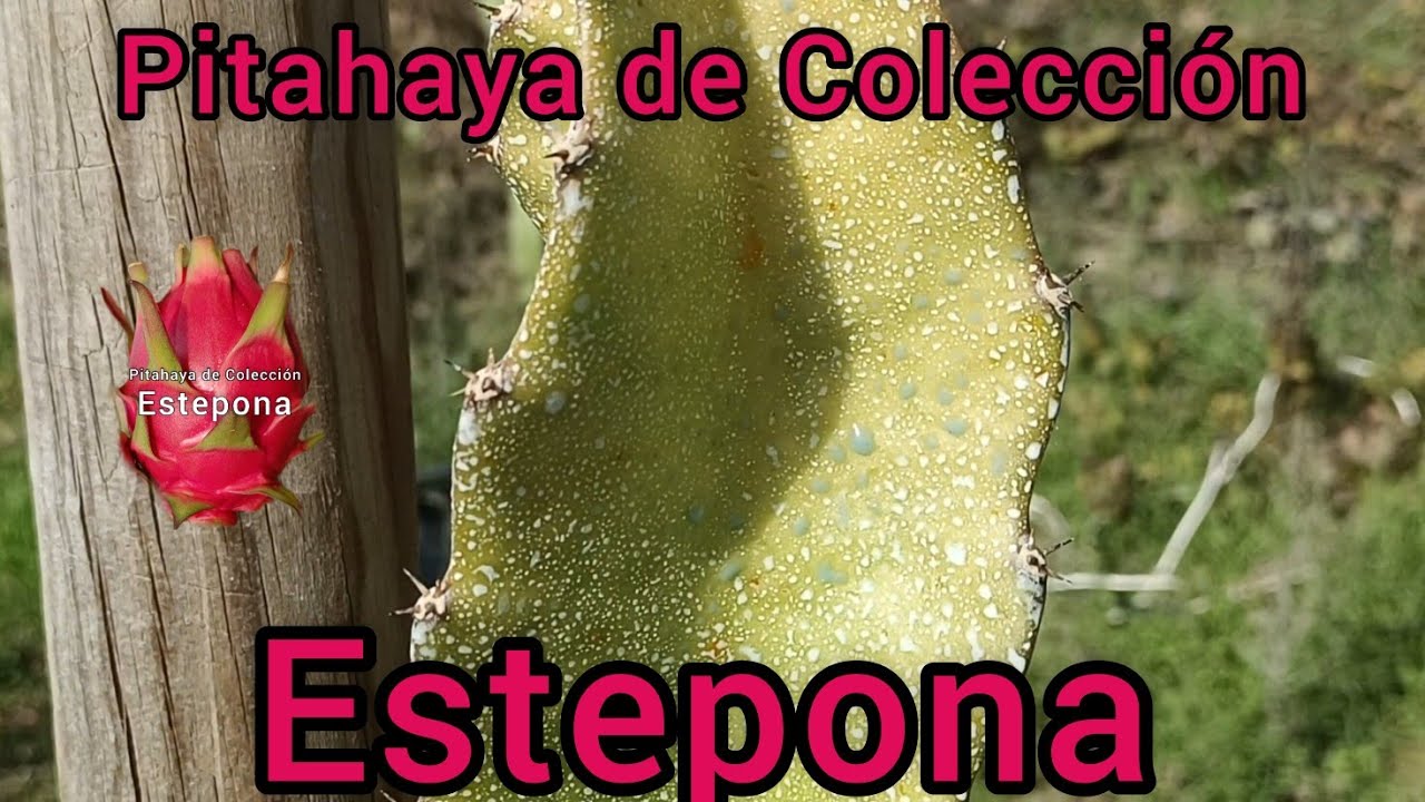 tratamiento contra el ojo de pez y protección solar 😎