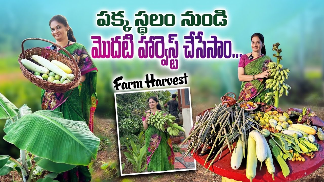 పిచ్చి