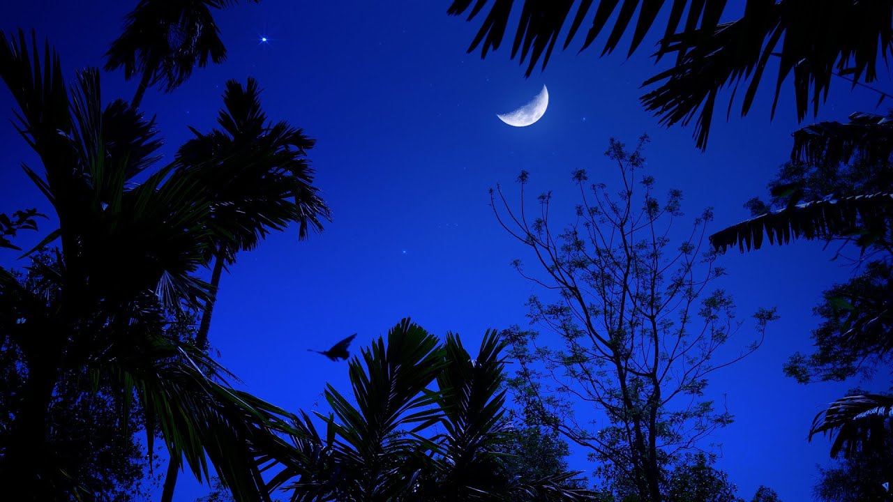 Cricket Conversations 10 Hours - Quiet Night Sky Space and Calming Nature Sounds Easy to Sleep