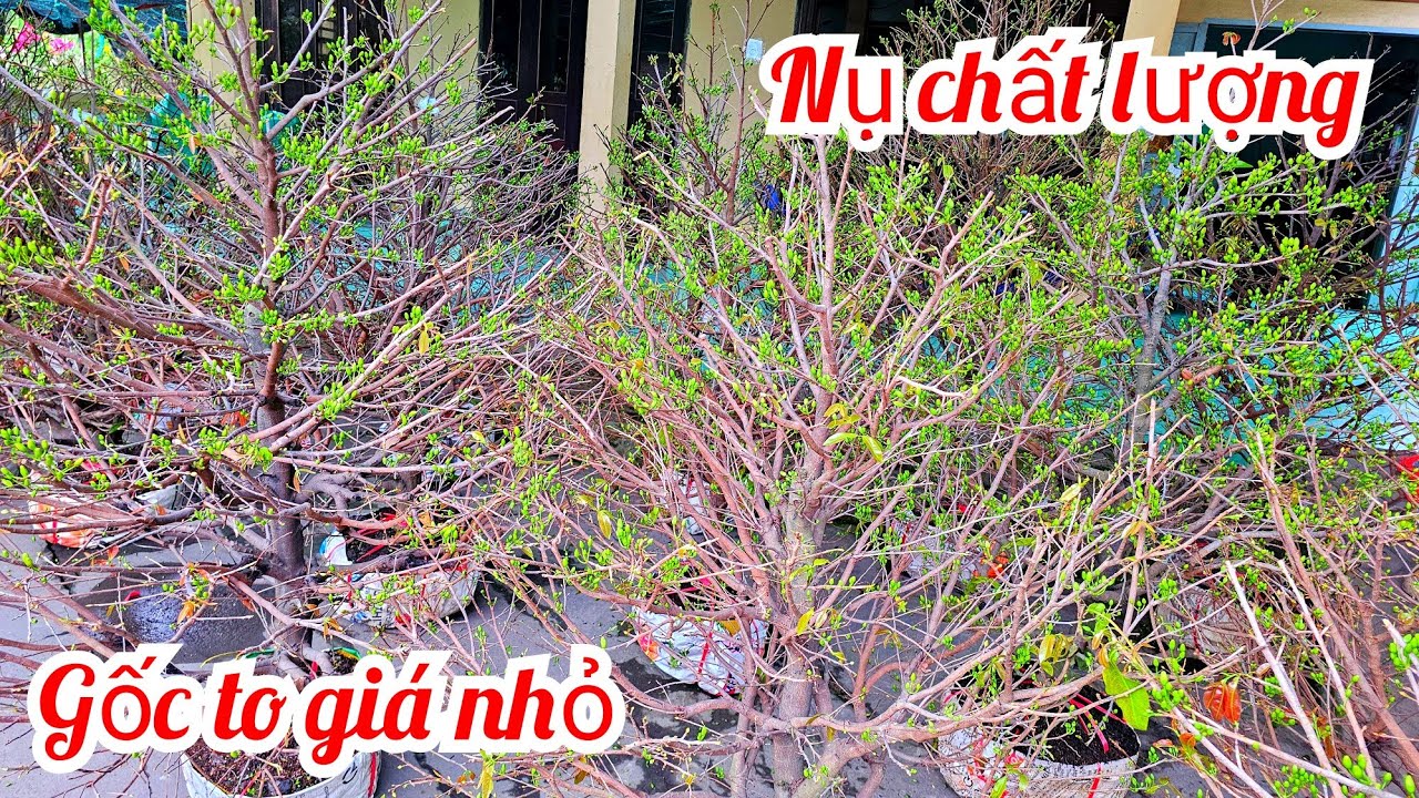 Thi 📲 0336966537 Giá siêu rẻ! Mai bông chơi Tết mai giảo Thủ Đức 14/2 Bến Tre (@Mai vàng Quê dừa)