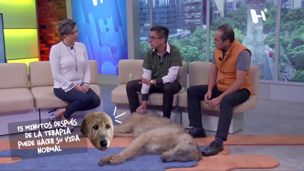 Heraldog por #ElHeraldoTV: Todo lo que quieres saber sobre tu perro y cómo educarlo.