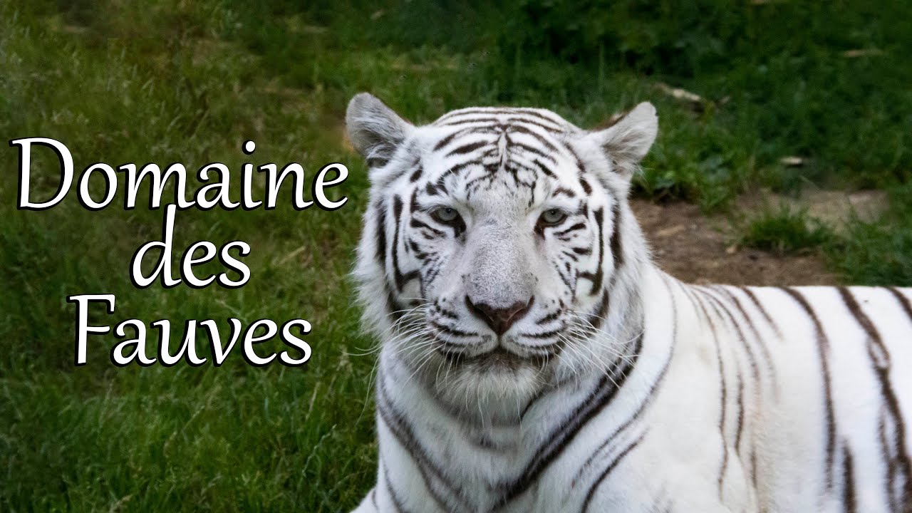 Le Domaine des Fauves - France - 02/07/2022