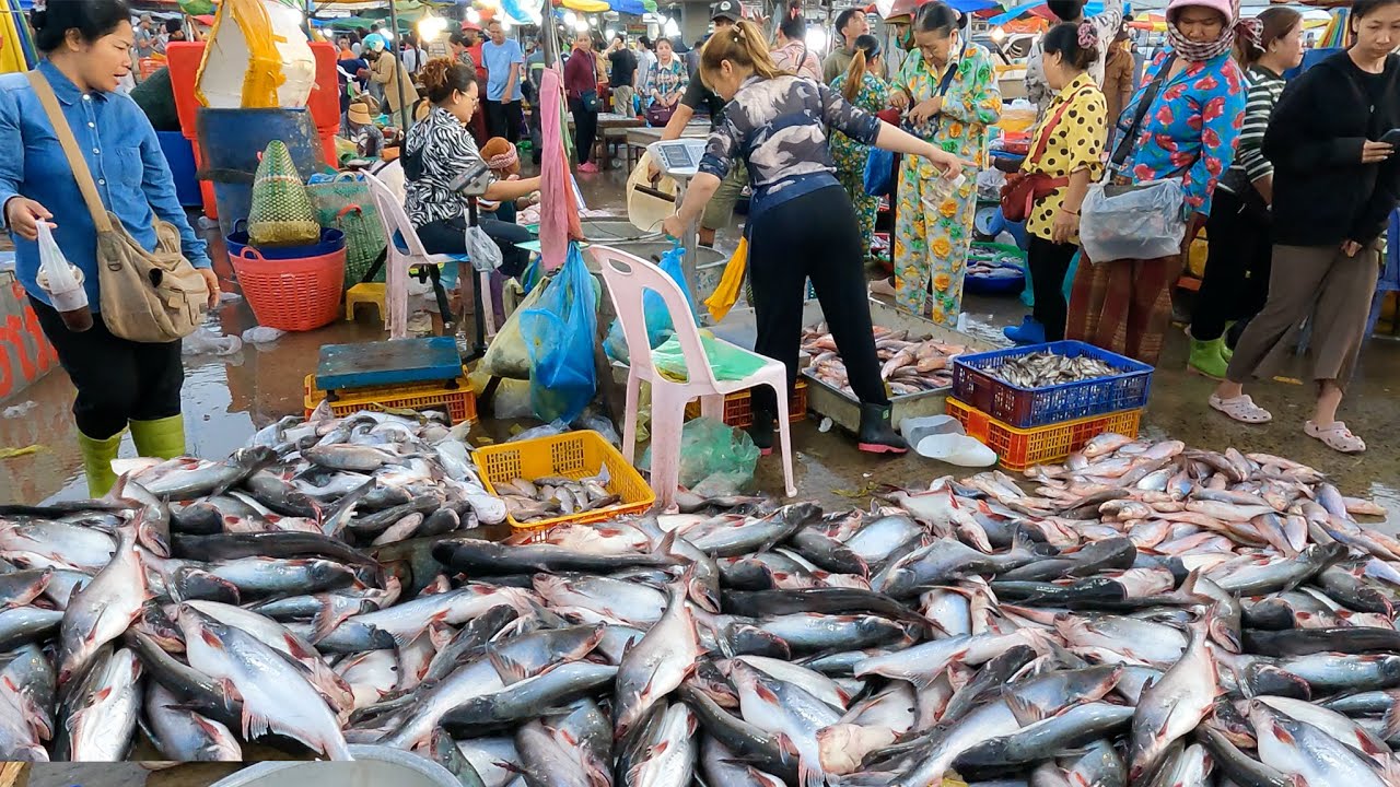 Amazing Cambodia Fish Market | Phnom Penh Wet Market at Dawn - Cambodia Fish Market