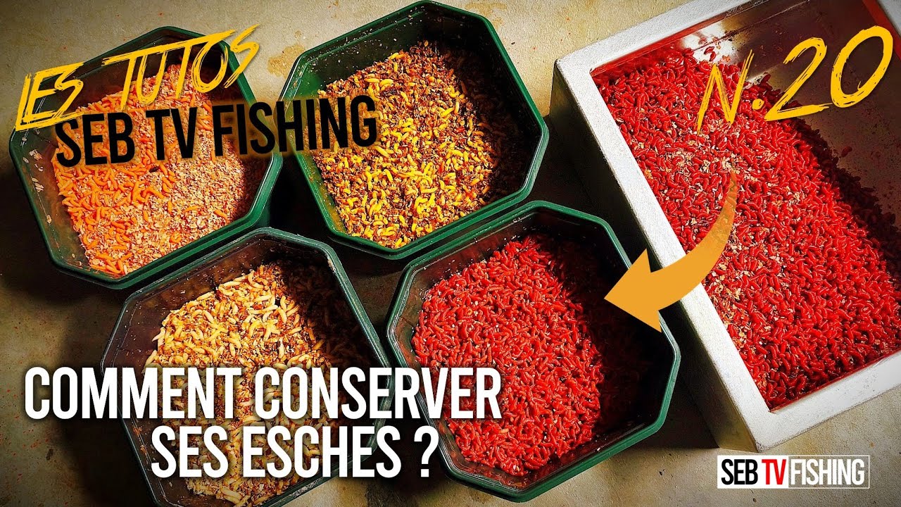 Comment conserver ses asticots et vaseux plusieurs semaines ? #tuto 20