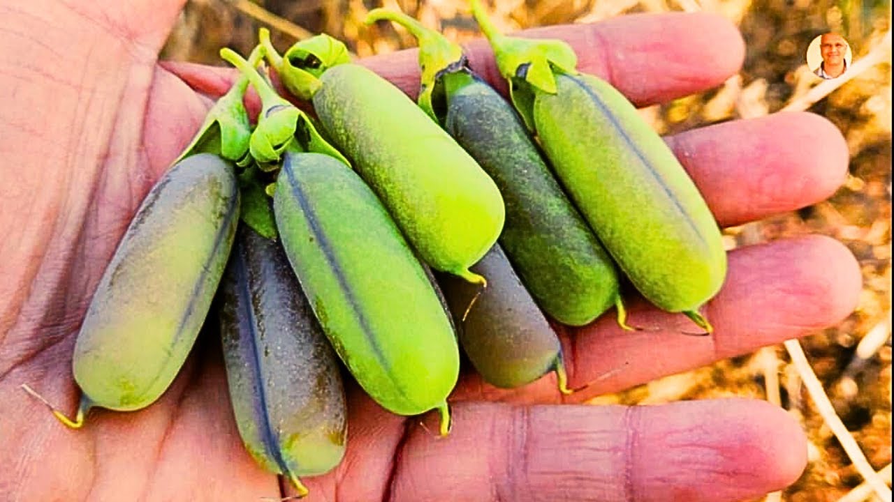 ​रास्ते में उगे इस पौधे के है बड़े कमाल! झुंझुनिया (Crotalaria Spectabilis) के 8 अद्भुत स्वास्थ्य लाभ