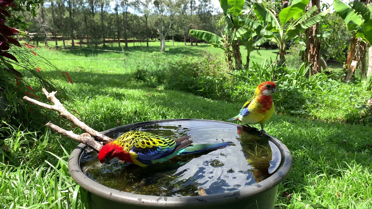 Eastern Rosellas Male and Female Splashing in a Birdbath