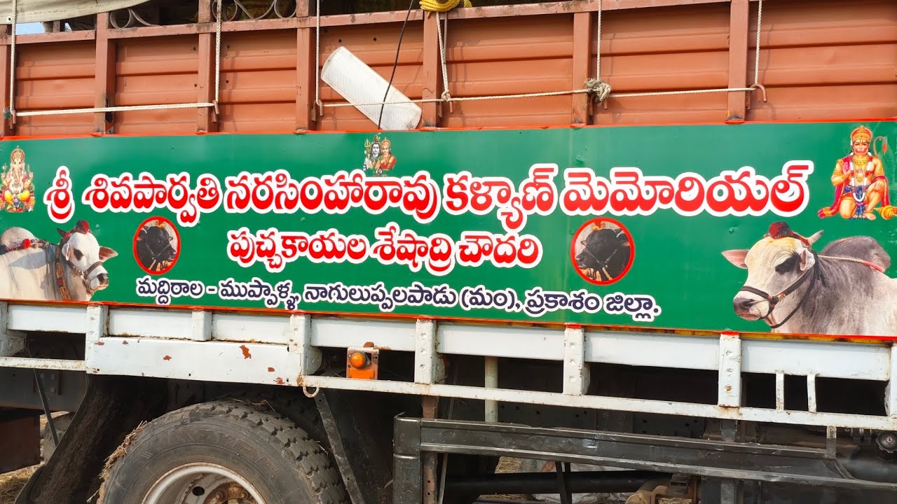 💥నాదెండ్ల జూనియర్స్ విభాగానికి వచ్చిన పుచ్చకాయల శేషాద్రి చౌదరి గారి పరశురాం కొమరం భీమ్ గిత్తలు 