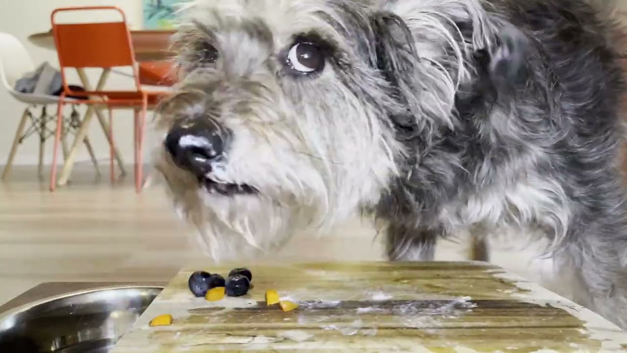 Quiet Dog Eating ASMR for When You’re Overstimulated (No Talking)