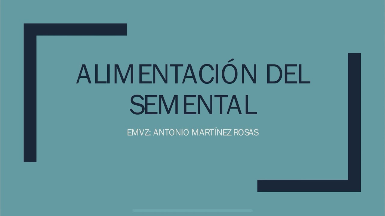 Alimentaci&oacute;n del semental bovino