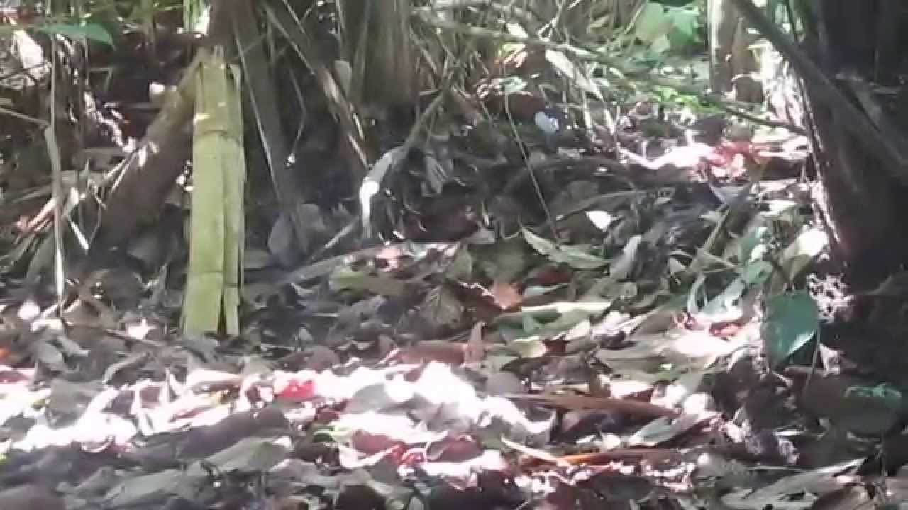 Gurney's Pitta (Pitta gurneyi) at  Nga Wun Reserved Forest,Taninthayi in  4 June 2015