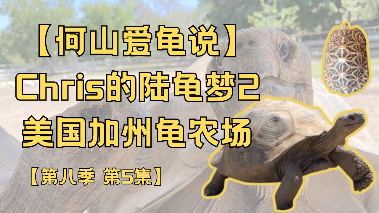 第八季 第5集：Chris的陆龟梦2｜何山爱龟说｜加州最大的加拉帕戈斯象龟人工种群｜30年坚持饲养｜巨龟如何饲养｜斯里兰卡星龟｜辐射陆龟｜黑靴｜挺胸龟｜西非豹纹｜亚达｜蛇｜蟒｜美国农场｜龟场｜爬宠｜