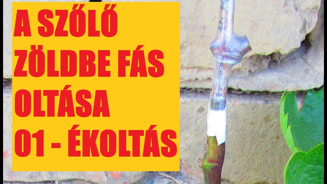A szőlő zöldbe fásoltása 01-  Ékoltás