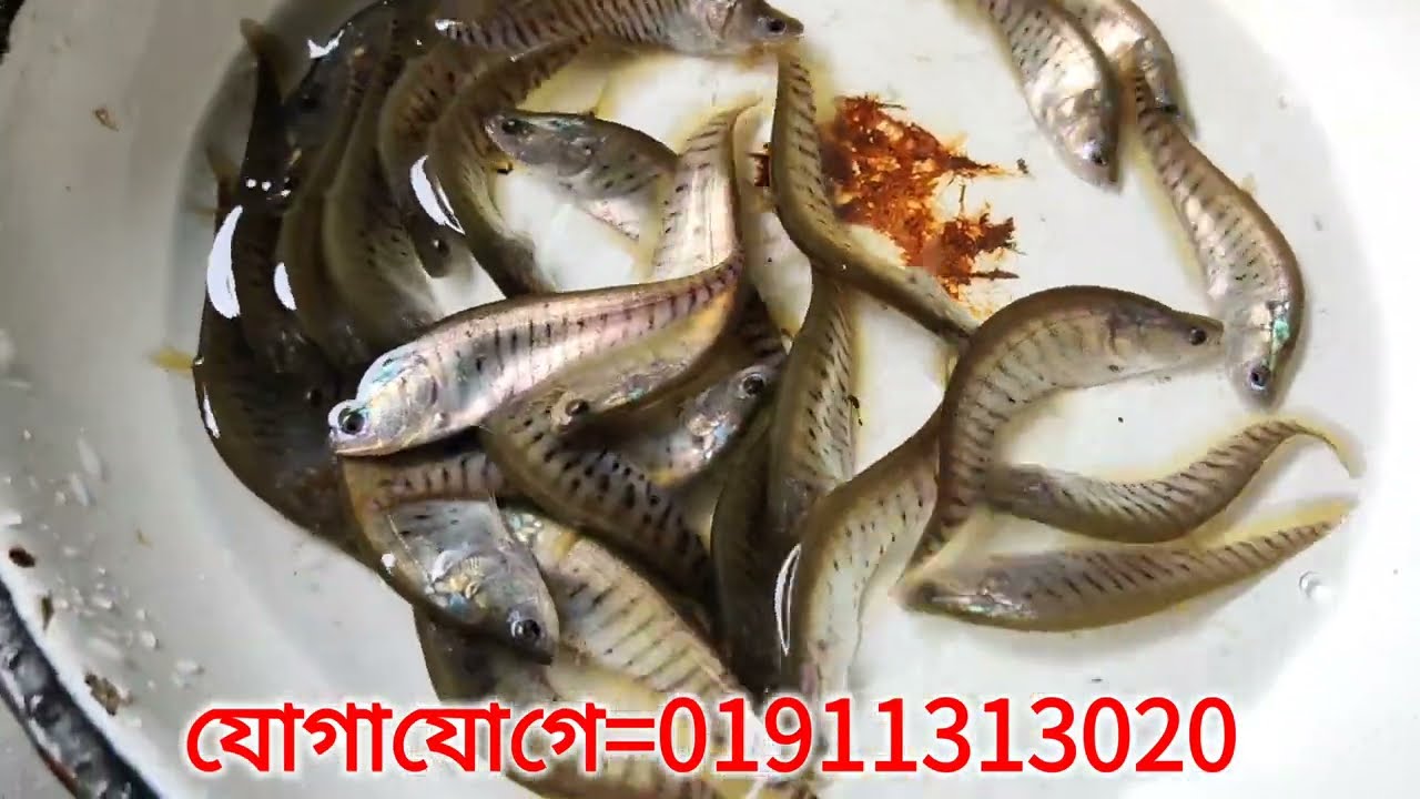 চিতল মাছ চাষ পদ্ধতি ও বিক্রয় #চিতল #চিতলমাছ #মাছ #মাছ_চাষ#চিতলমাছ বিক্রিয়