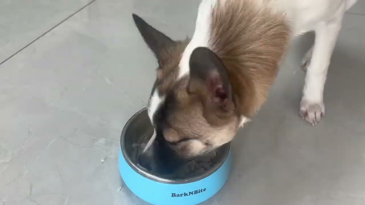 收养的第三只流浪狗，看见好吃的就想说话，今天美食一扫光