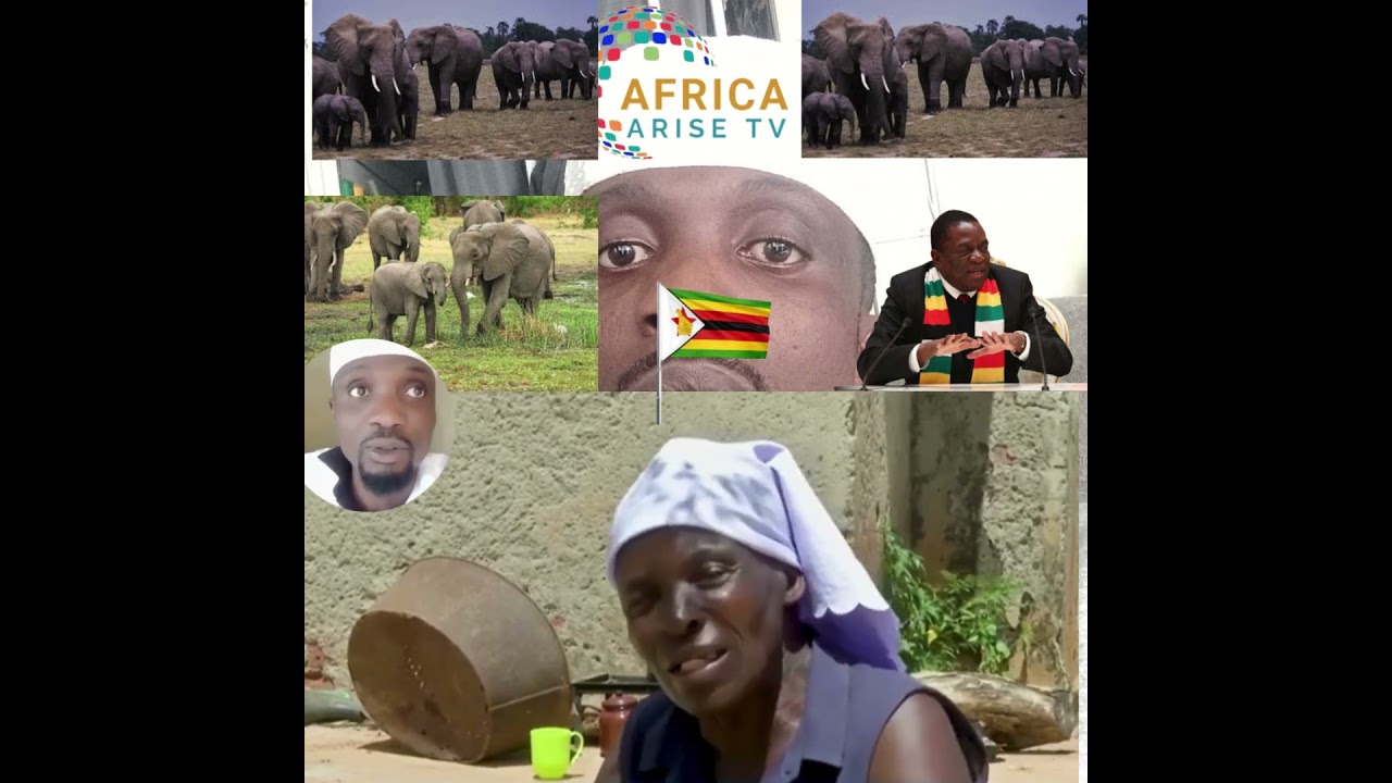 SEVERE DROUGHT=Zimbabwe to Kill 200 Elephants to feed citizens amid hunger cause by drought