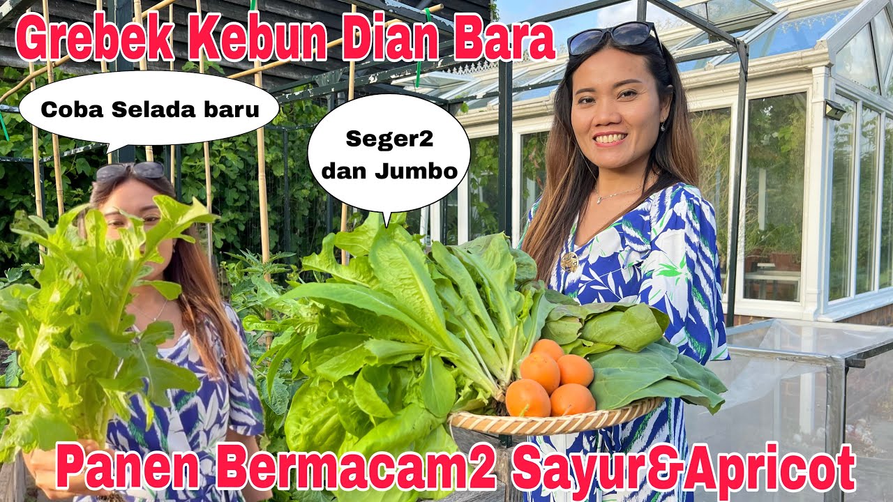 Panen Perdana di Kebun Dian Bara! Seger2 dan jumbo jadi kalap