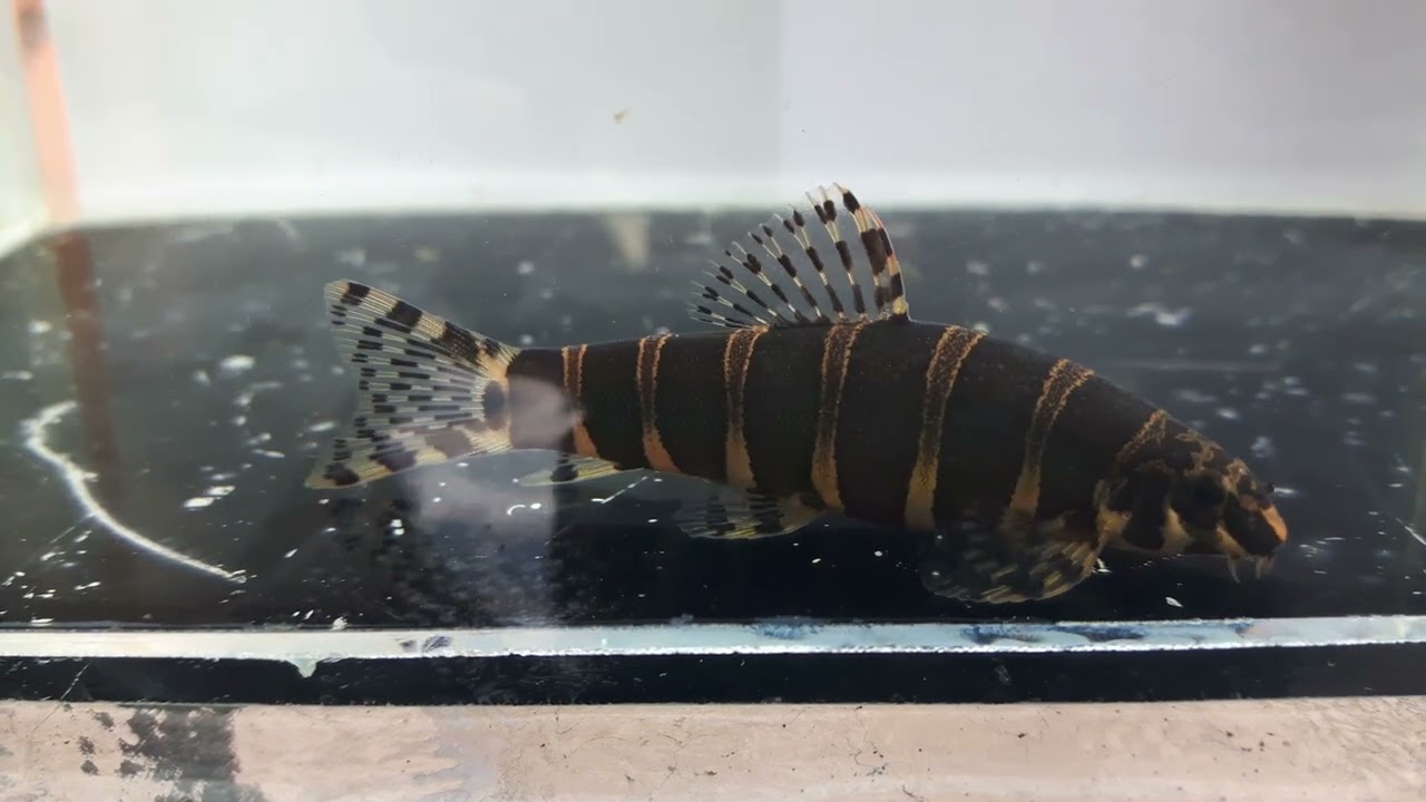 Loach -  Serpenticobitis Octozona