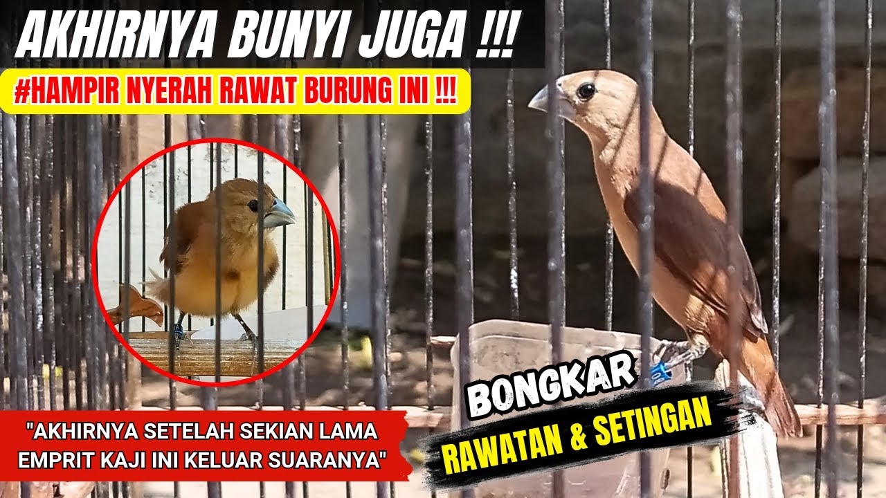 RUBAH SEMUA RAWATAN & PAKAN❗AKHIRNYA EMPRIT KAJI INI KELUAR SUARANYA❗