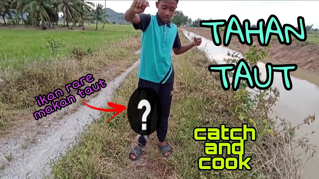 #EP494 Pertama Kali dapat Ikan ni Ketika Menaut Haruan