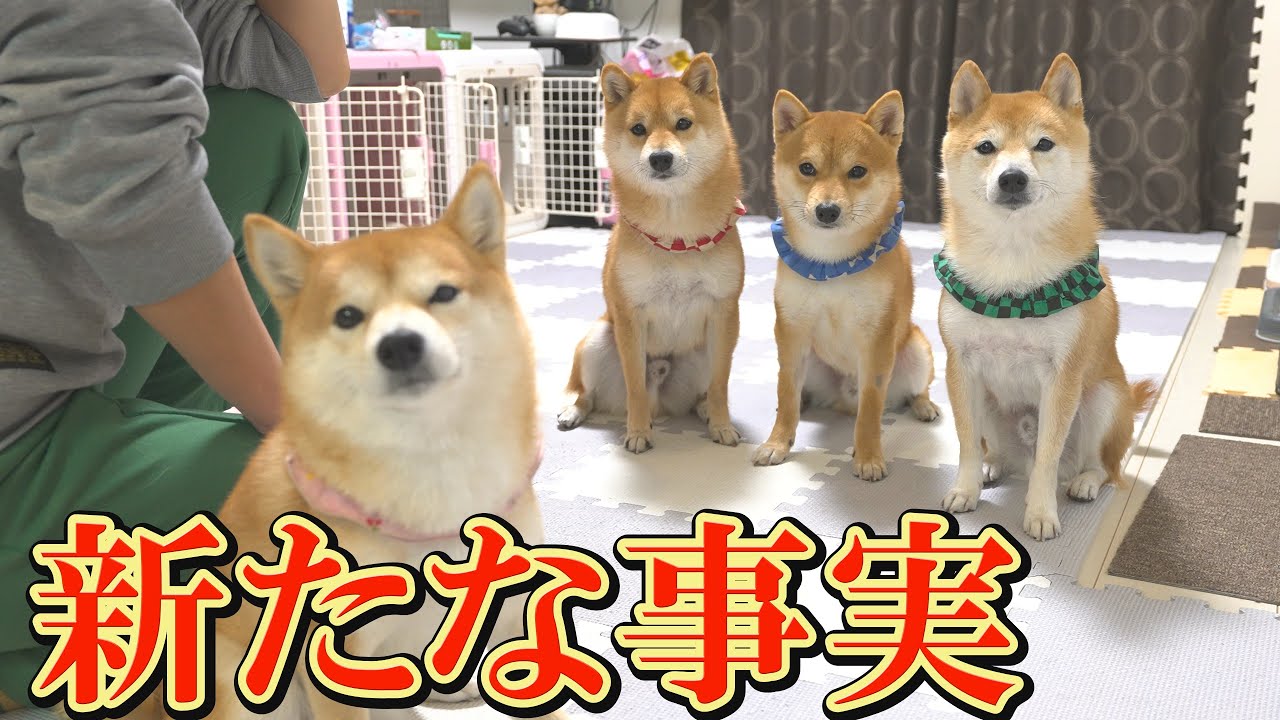 子犬に関して、誰も想像しなかった意外な事実が判明しました。