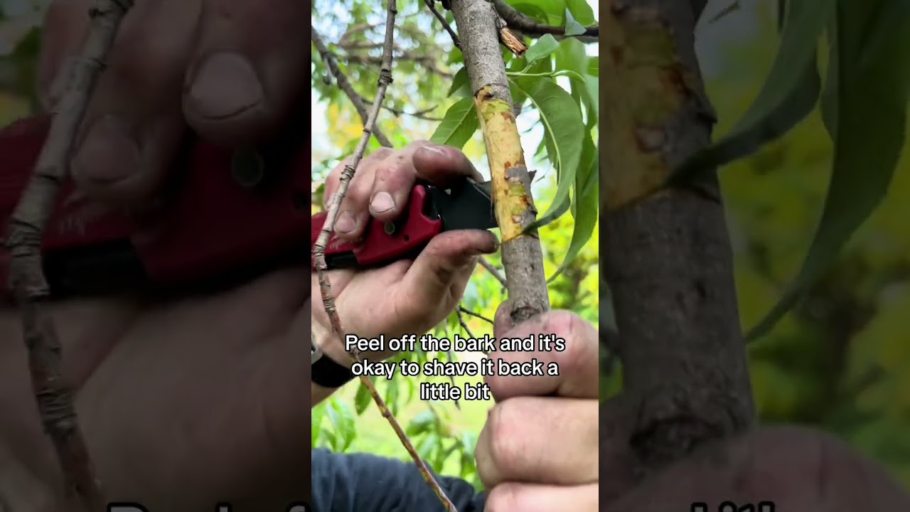 Clone a peach tree with air layering for free trees! 