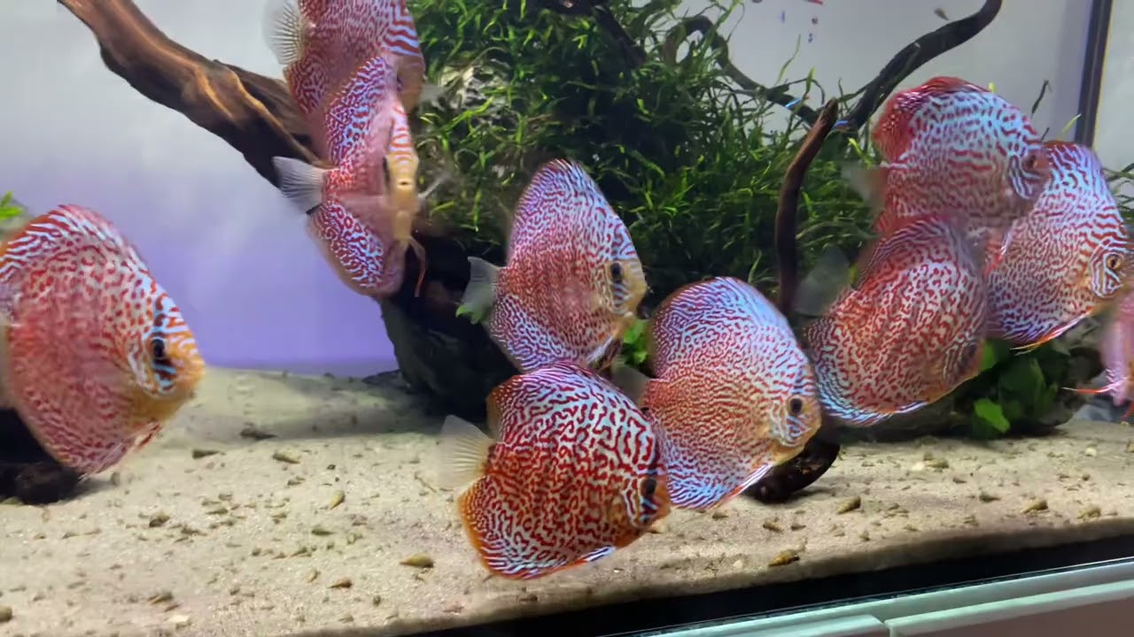 11 Leopard Discus