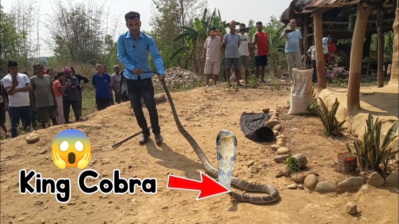 😱 🐍 World Big King cobra snake rescue in Nepal नेपाल को सबै भन्दा ठूलो किंग कोब्रा सर्प भेटियो 