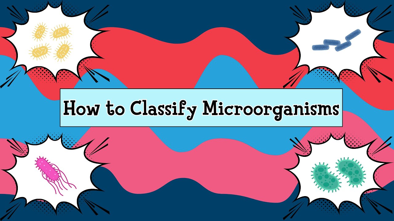 How To Classify Microorganisms - Phenotypic, Analytic, & Genotypic Testing
