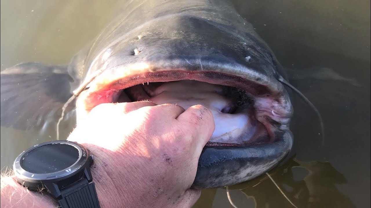 Allein auf Waller im Fr&uuml;hjahr