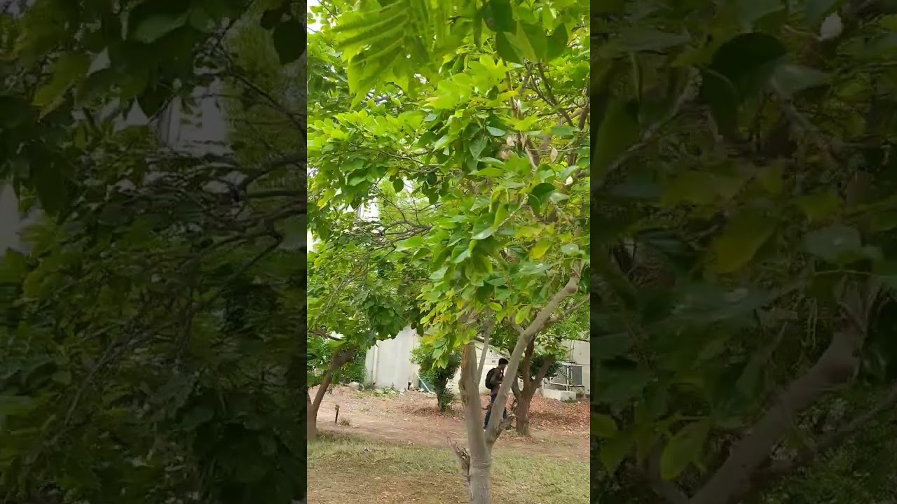 Walking Towards Senegalia Pennata 🌲