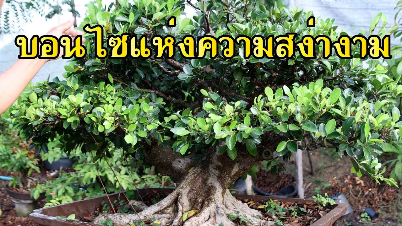 ไทร บอนไซแห่งความสง่างาม