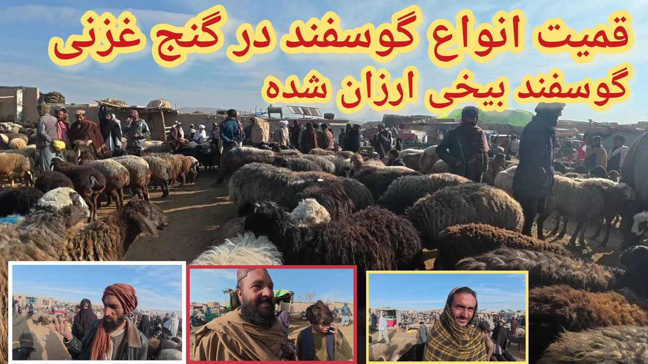 قیمت انواع گوسفندان در گنج غزنی افغانستان چند است ######