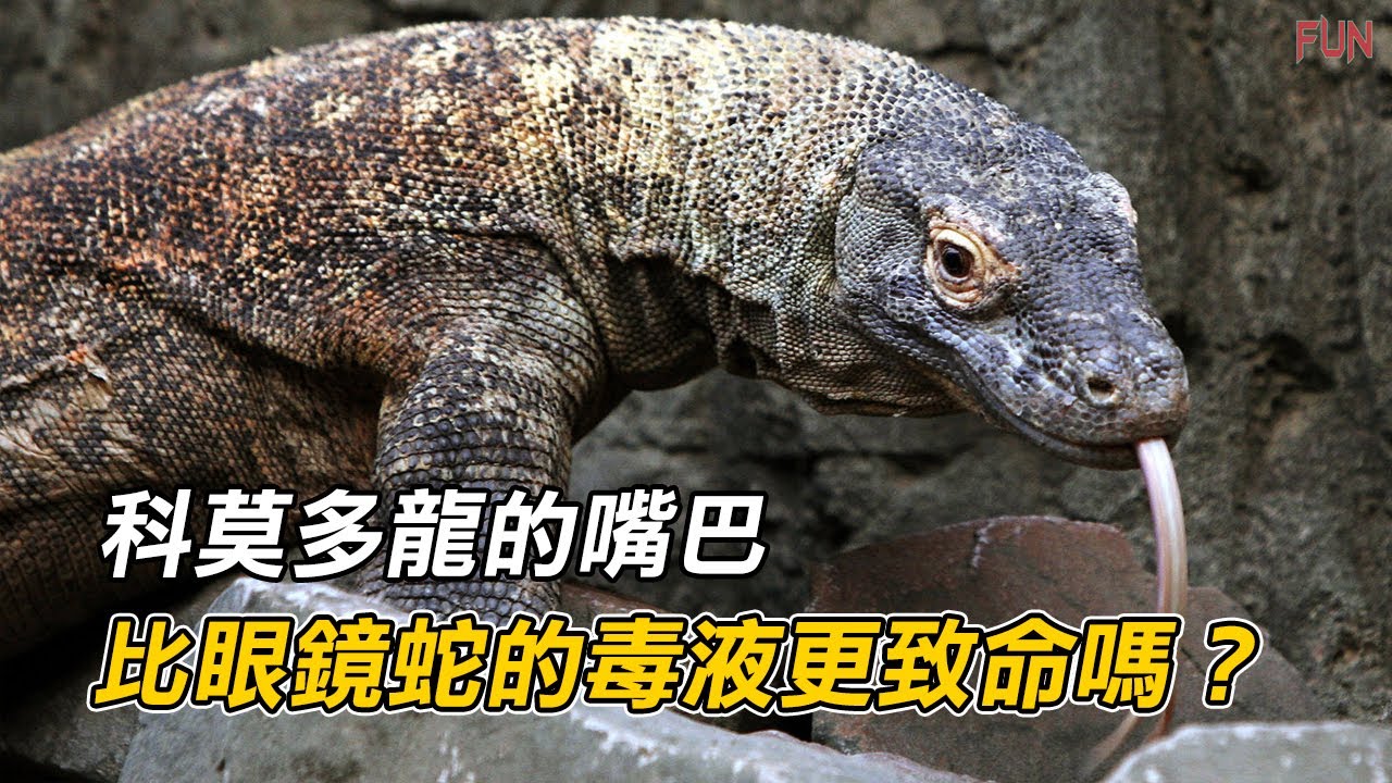 科莫多龍的嘴巴比眼鏡蛇的毒液更致命嗎？| 是什麼讓科莫多龍成為如此出色的掠食者？