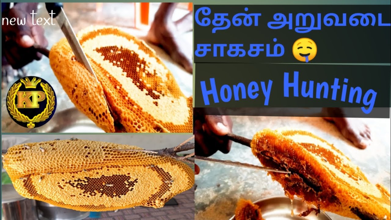 Honey Hunting Video in Tamil | How pick Honey Hunting | Bee keeping In Tamil Nadu