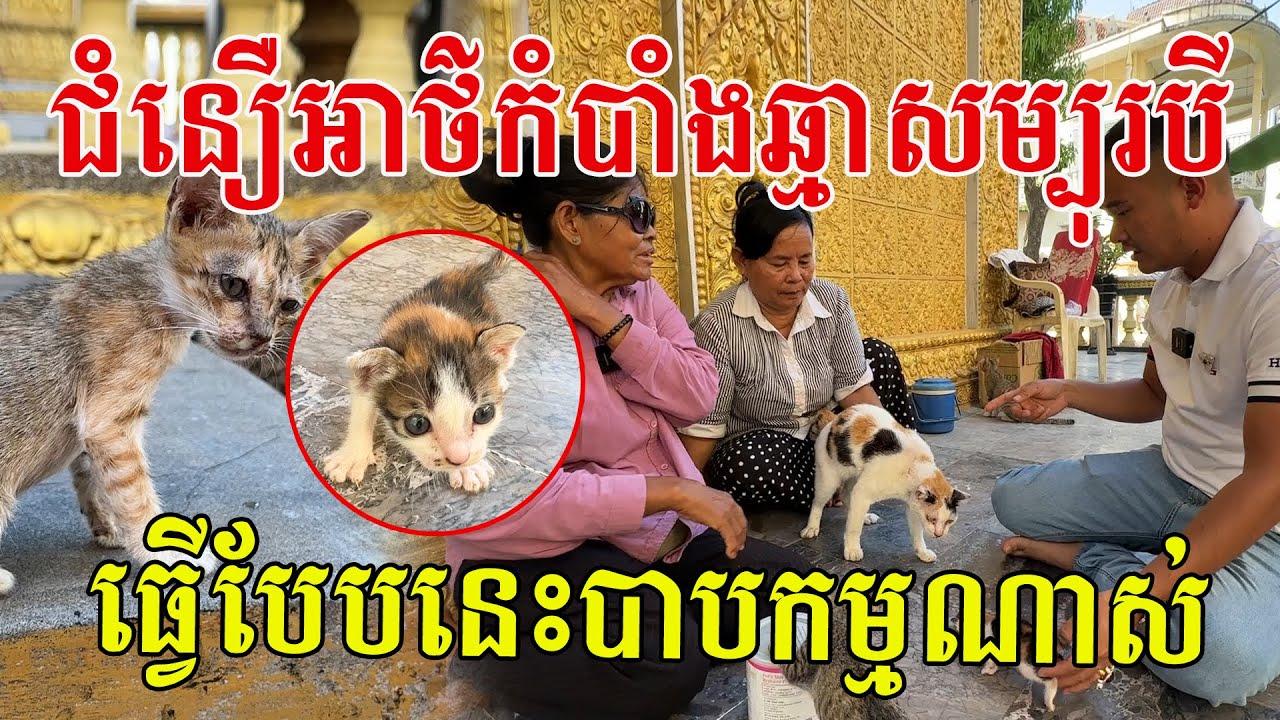 ជំនឿឆ្មាឈ្មោលសម្បុរបី សាក្សីជួបផ្ទាល់ គឺដូចពាក្យចាស់និយាយមែន