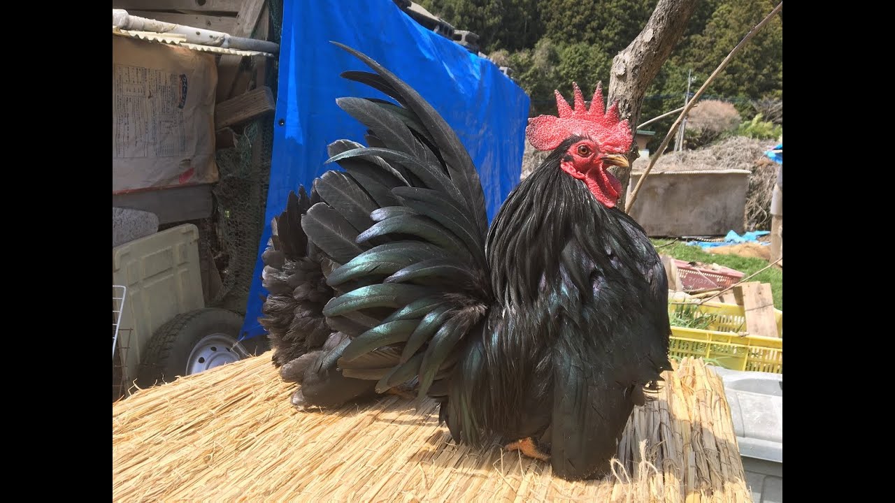 黒チャボ