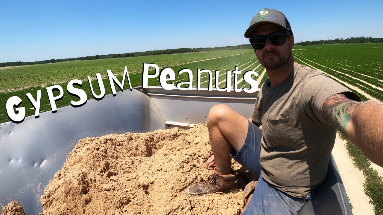 Spreading Calcium Sulfate on PEANUTS