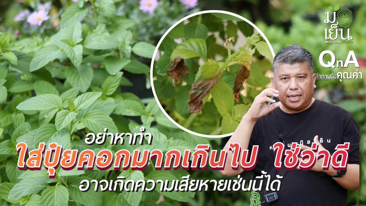 อย่าหาทำ! ใส่ปุ๋ยคอกมากเกินไป ใช่ว่าดี อาจเกิดความเสียหายเช่นนี้ได้