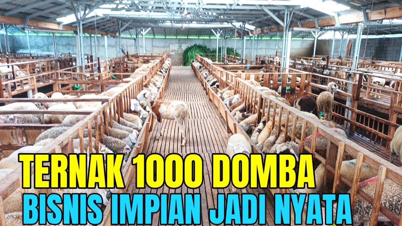 TERNAK DOMBA 1000 EKOR, PETERNAKAN INI  BUKTIKAN BAHWA MIMPI BESAR BISA JADI KENYATAAN