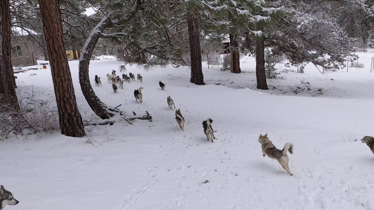Klee Kai sprinkled over all the snow