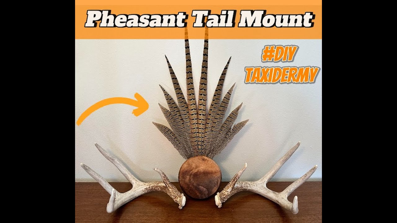 Pheasant Tail DIY Taxidermy--Walnut Base