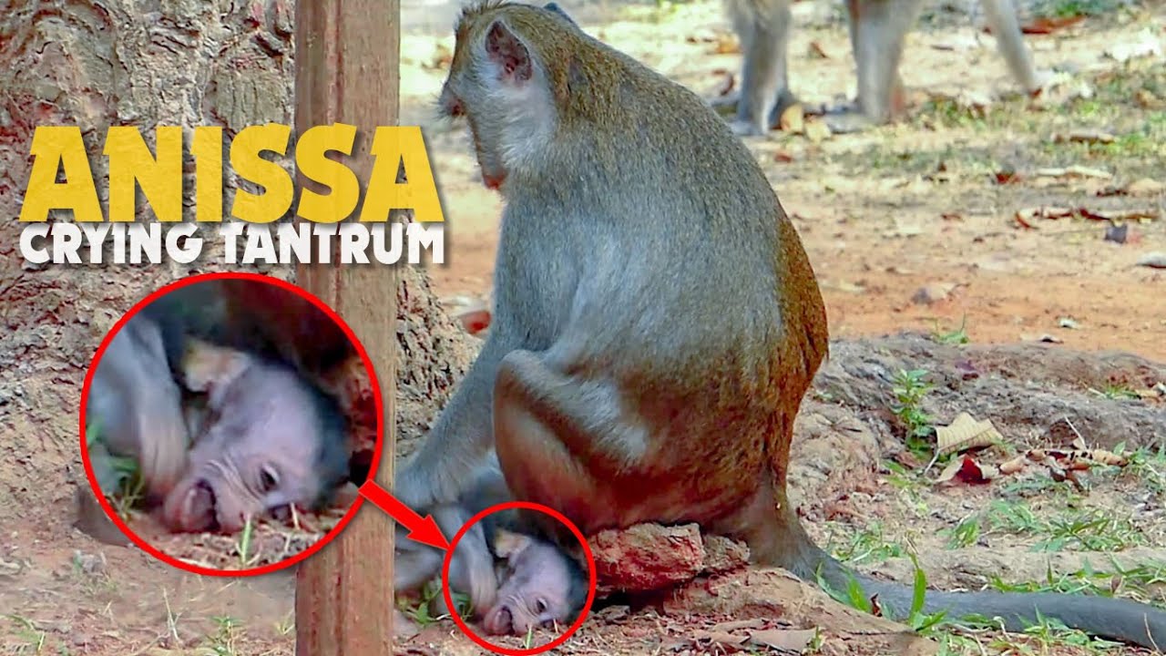 Million Pity Baby Monkey Anissa Crying Tantrum Because Mum Anna Teach Very Hard Lesson