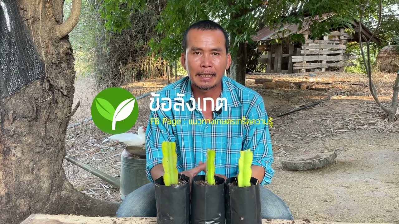 วิธีปักชำแก้วมังกร ให้รากออกเร็ว ง่ายมากๆ