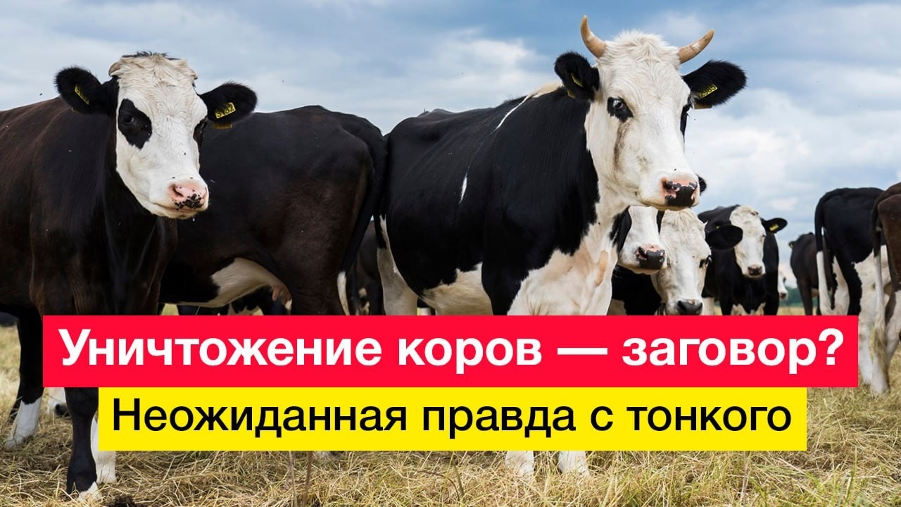 Уничтожение коров &mdash; заговор? Неожиданная правда с тонкого
