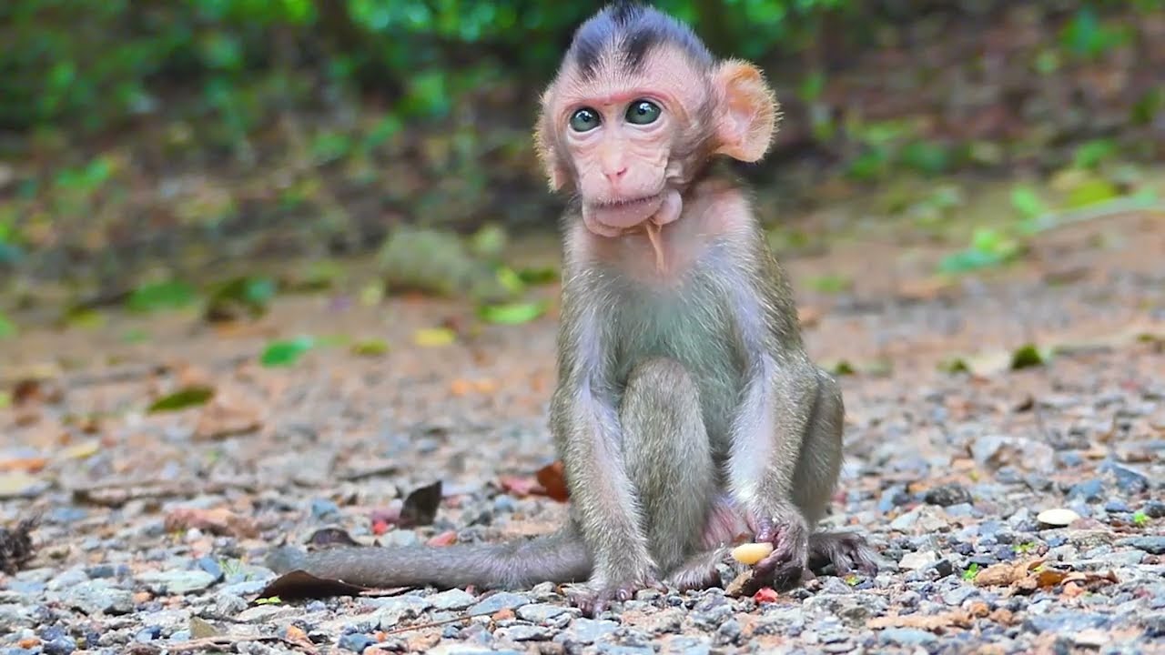Baby Monkey Moby