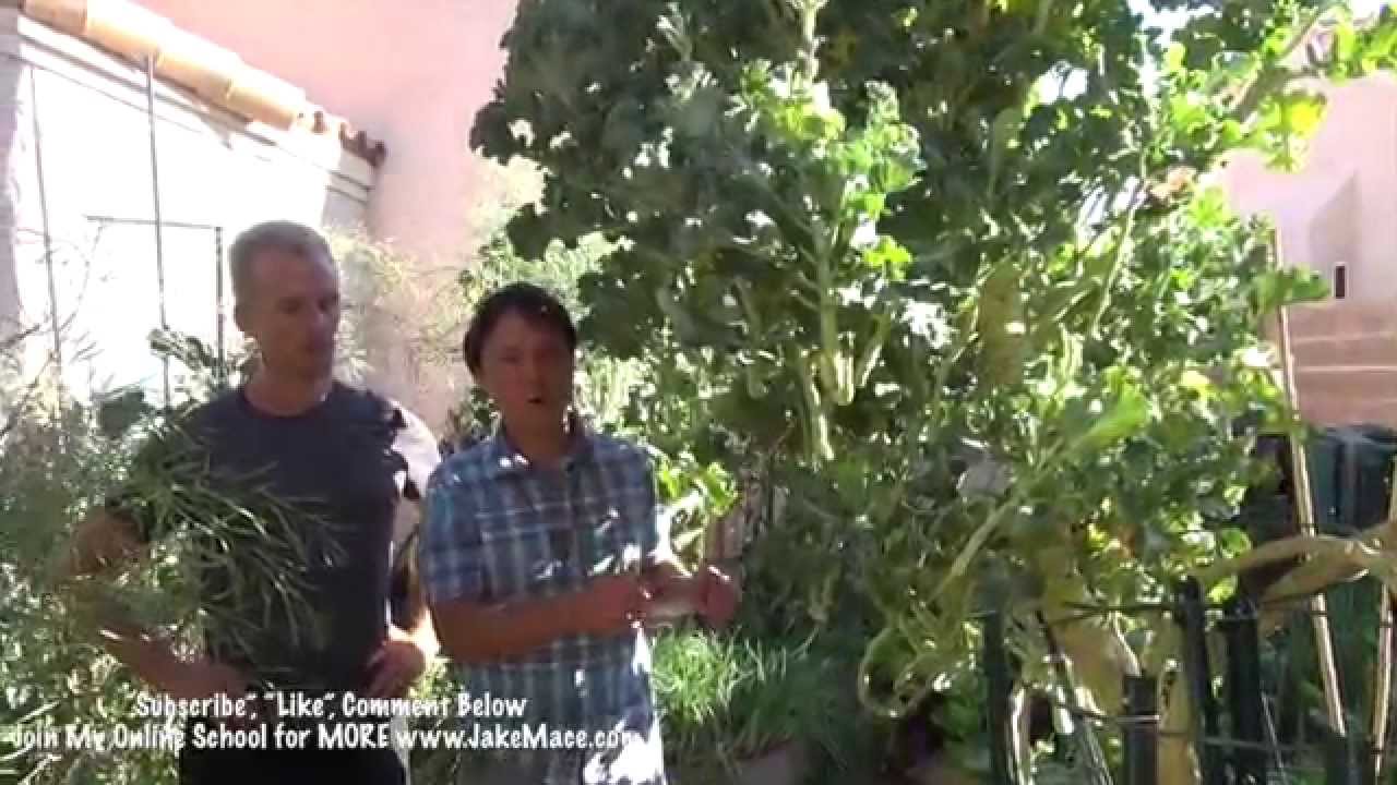 The BEST Las Vegas Backyard Garden - 5 AMAZING Plants for Desert Gardening